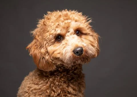 Cavapoo dog with a sad expression. UK Stock Photos