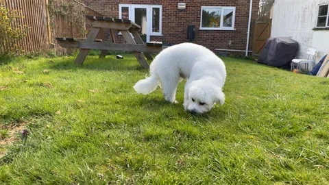 Cavapoo dog sniffing in the garden Stock Footage 176432975