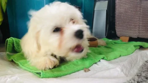 Cavapoo puppy Stock Footage 163585250