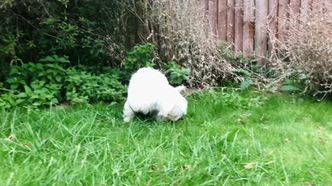 Cavapoo Puppy in Garden Stock Footage 163604027