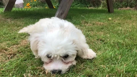 Cavapoo puppy lying on grass Stock Footage 161903593