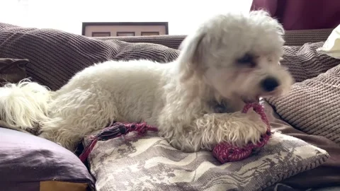 Cavapoo puppy playing with a rope toy Stock Footage 173090861