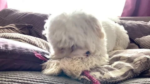 Cavapoo puppy playing with a rope toy Stock Footage 173091828