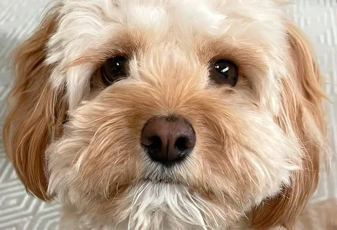 Cavapoo Small Dog Face Closeup in Frame 스톡 사진