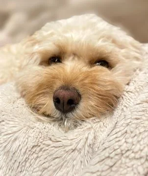Cavapoo Small Puppy  Closeup Face on Blankets or in Bed Stock Photos