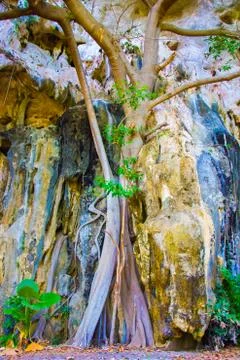 Cave and Tree Roots, Railay Beach, Krabi, Thailand Stock Photos