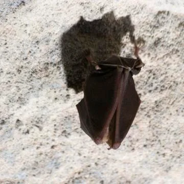 Cave bat close-up Stock Photos