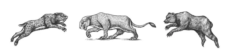 Cave bear and lion. Panthera Saber toothed tiger. Prehistoric mammals. Extinct Stock Illustration