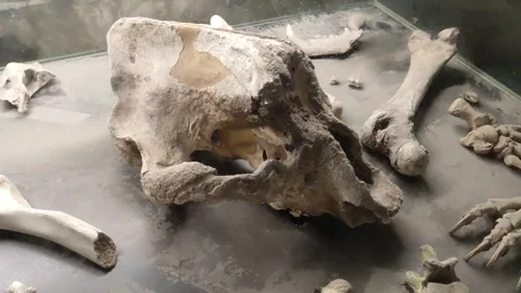 Cave Bear Bones on Display at Grotta del Vento, Tuscany, Italy Stock Footage 345365370