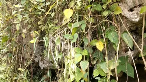 The cave on the cliff is full of green plants Stock Footage 328763345