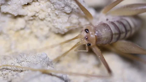 Cave Cricket macro close up Stock Footage 148283790