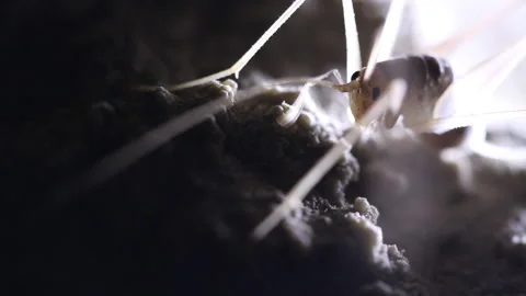 Cave Cricket moving antenna macro close up Stock Footage 148283577