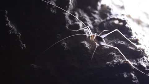 Cave Cricket on a rock Stock Footage 148283922