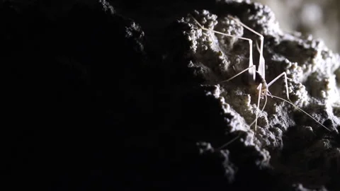 Cave Cricket on a rock, pan Stock Footage 148283514