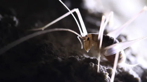 Cave Cricket stand still macro close up Stock Footage 148283654