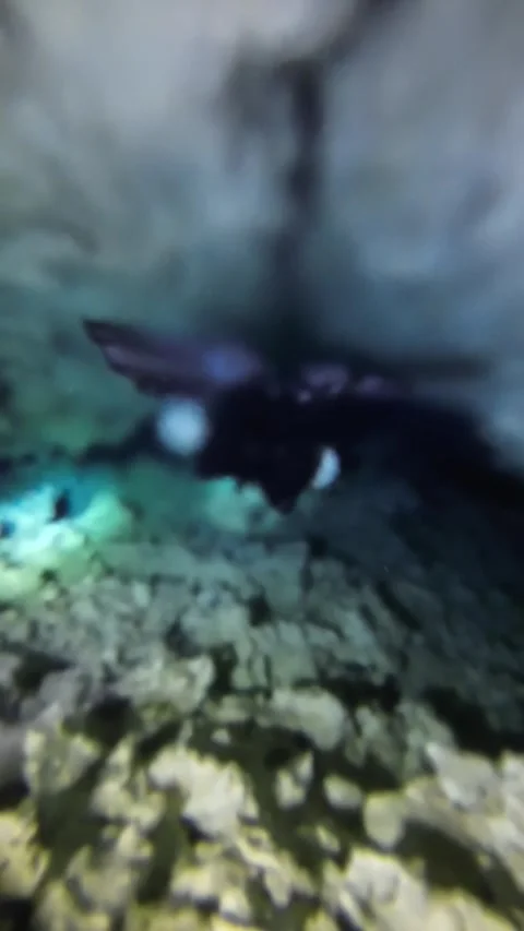 Cave diver swims through halocline Stock Footage 277230234