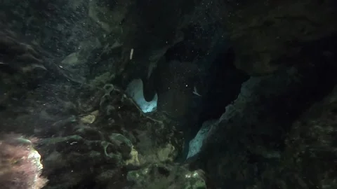 Cave Diving in a Cenote Vídeos de archivo 200476121
