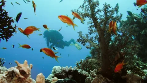 Cave diving underwater scuba divers exploring cave dive. Red Sea Egypt Stock Footage 155547050