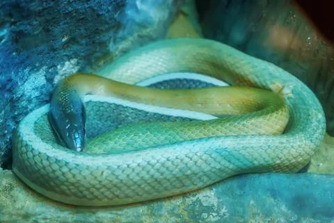 Cave dwelling snake Stock Photos
