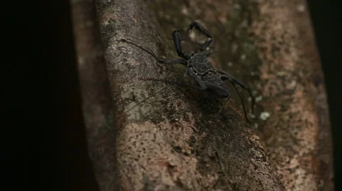 Cave-dwelling spider Vidéo 998527