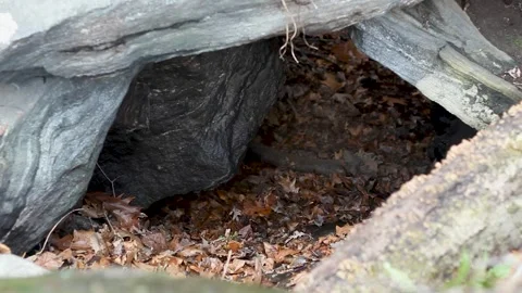 Cave Entrance Stock Footage 301573765