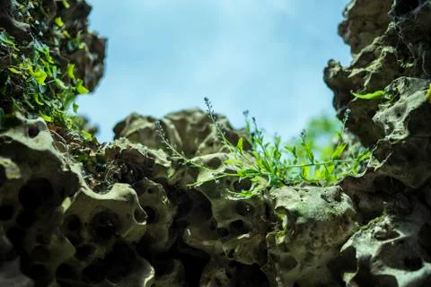 Cave flower in May Stock Photos