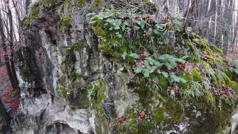 The Cave Grotto in the forest Stock Footage 120612398