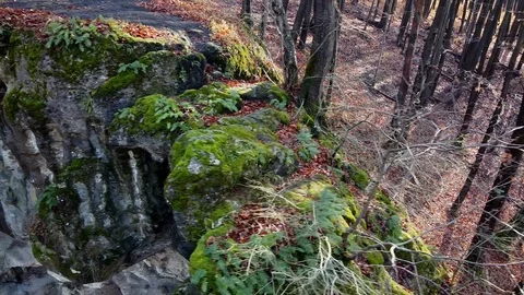 The Cave Grotto in the forest Stock Footage 120613165