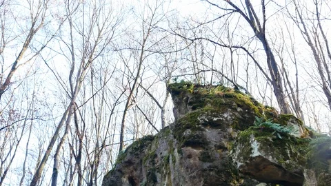 The Cave Grotto in the forest Stock Footage 120613806