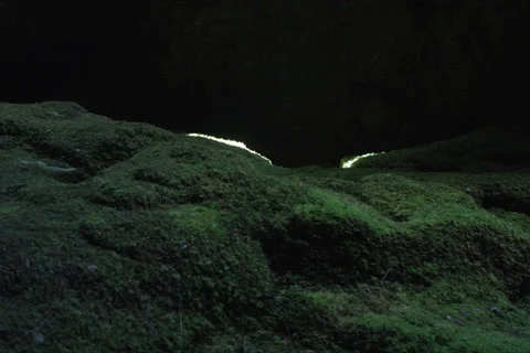 Cave Moss And Forest Landscape In Cuenca, Spain Stock Footage 231872405