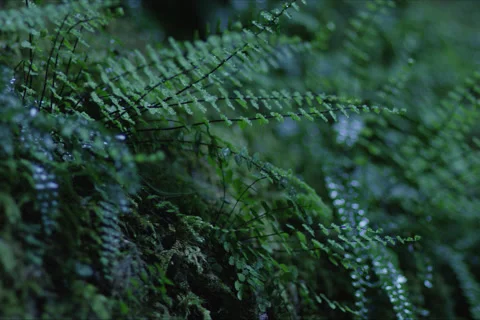 Cave Moss And Forest Landscape In Cuenca, Spain Stock Footage 231872960