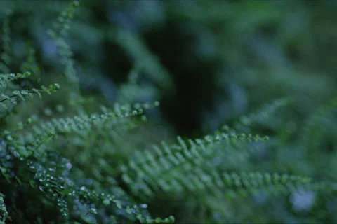 Cave Moss And Forest Landscape In Cuenca, Spain Stock Footage 231873064