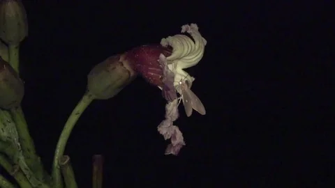 Cave Nectar bat (Eonycteris spelaea), Malaysia 스톡 동영상 86229375