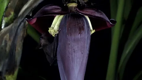Cave Nectar Bat, Malaysia Stock Footage 311770821