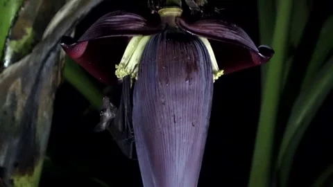 Cave Nectar Bat, Malaysia Stock Footage 311770902