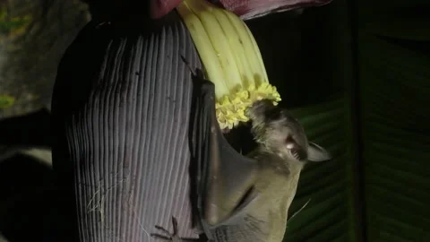 Cave Nectar Bat, pollination, Malaysia Video stock 238887415