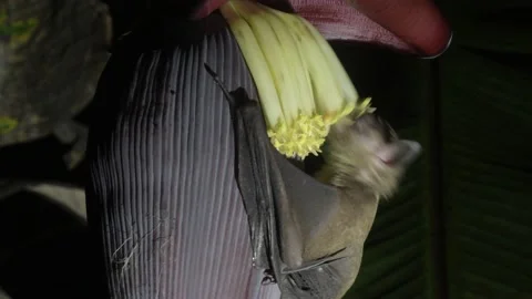 Cave Nectar Bat, pollination, Malaysia Stock-Footage 238887900