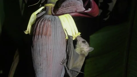 Cave Nectar Bat, pollination, Malaysia Video stock 238888010