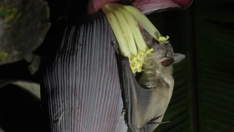 Cave Nectar Bat, pollination, Malaysia Video stock 238888247