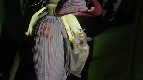 Cave Nectar Bat, pollination, Malaysia Video stock 238888814