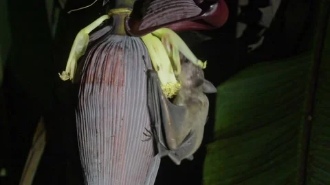 Cave Nectar Bat, pollination, Malaysia Video stock 238889158
