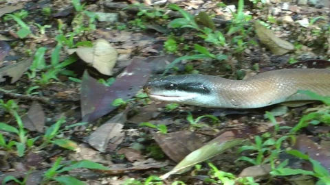 Cave Racer, Malayisa Video stock 88546695