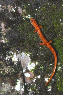 Cave Salamander Stock Photos