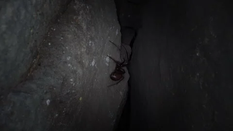 Cave Spider crawling in darkness Stock Footage 306255396