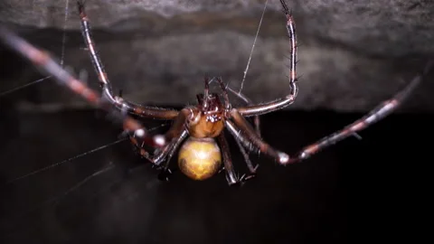 Cave Spider facing direction of camera Video stock 306256589
