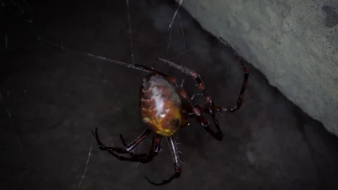 Cave Spider in its webb Video stock 306255584