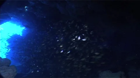 Cave Sweeper Swimming In A Cave Stock Footage 299986805