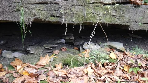 Cave with water dripping off of it Vídeo Stock 141766597