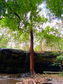 A cave waterfall with a 'guardian tree' Stock Photos