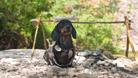 Caveman dachshund dog balancing a bone on its head at a stone age camp Stock Footage 341297804